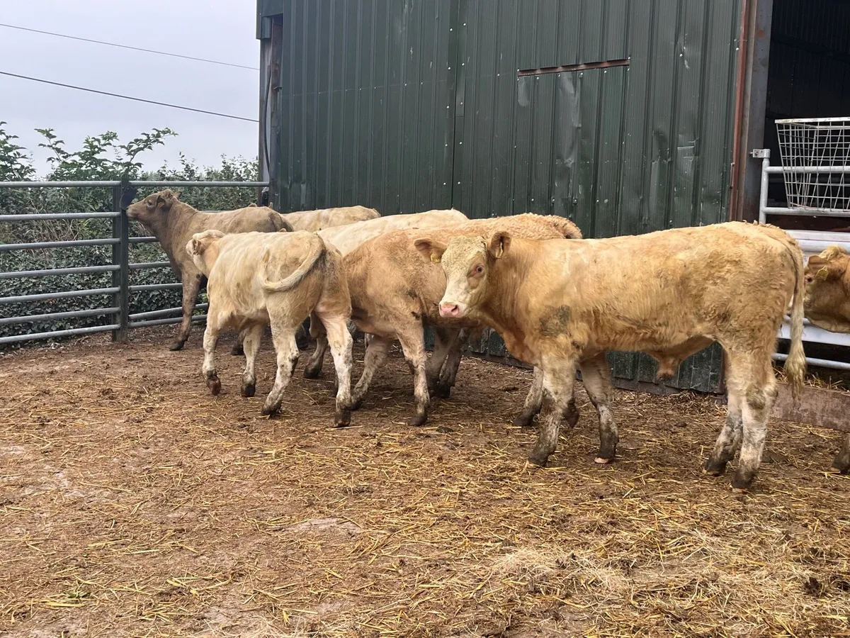10 smashing Charlaois bullocks - Image 4