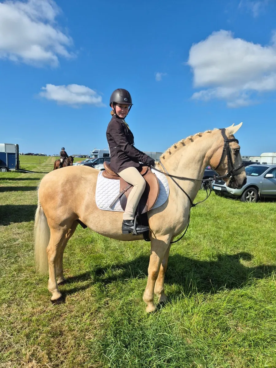 Connemara pony - Image 1