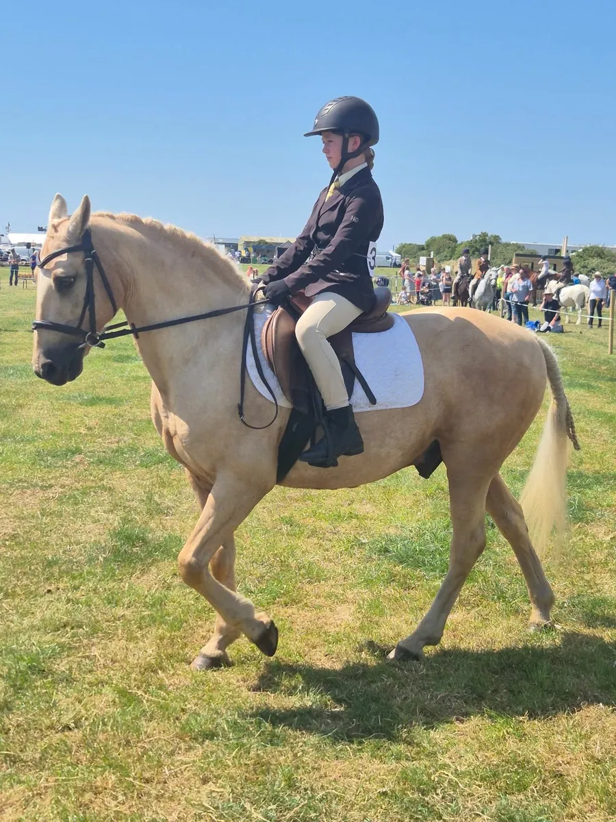 Connemara pony - Image 2
