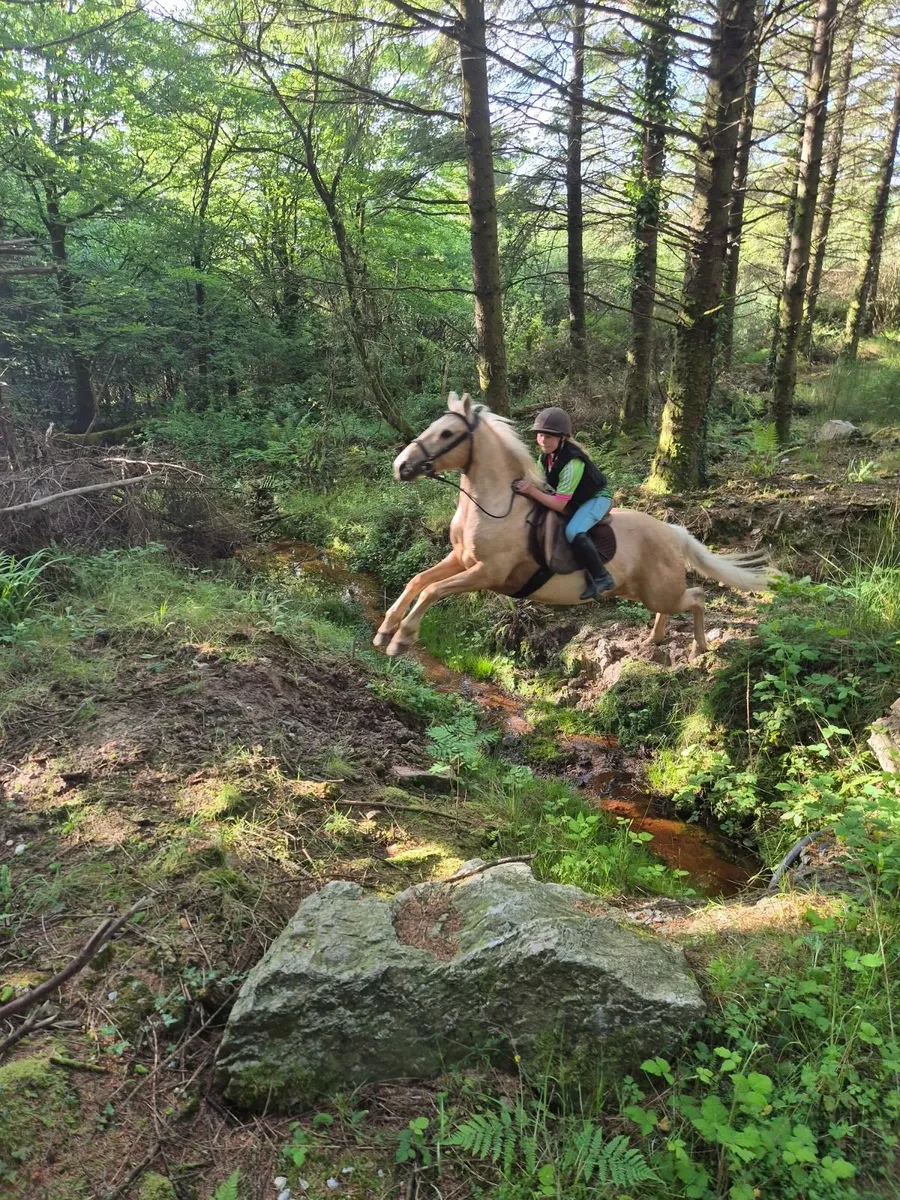 Connemara pony - Image 3