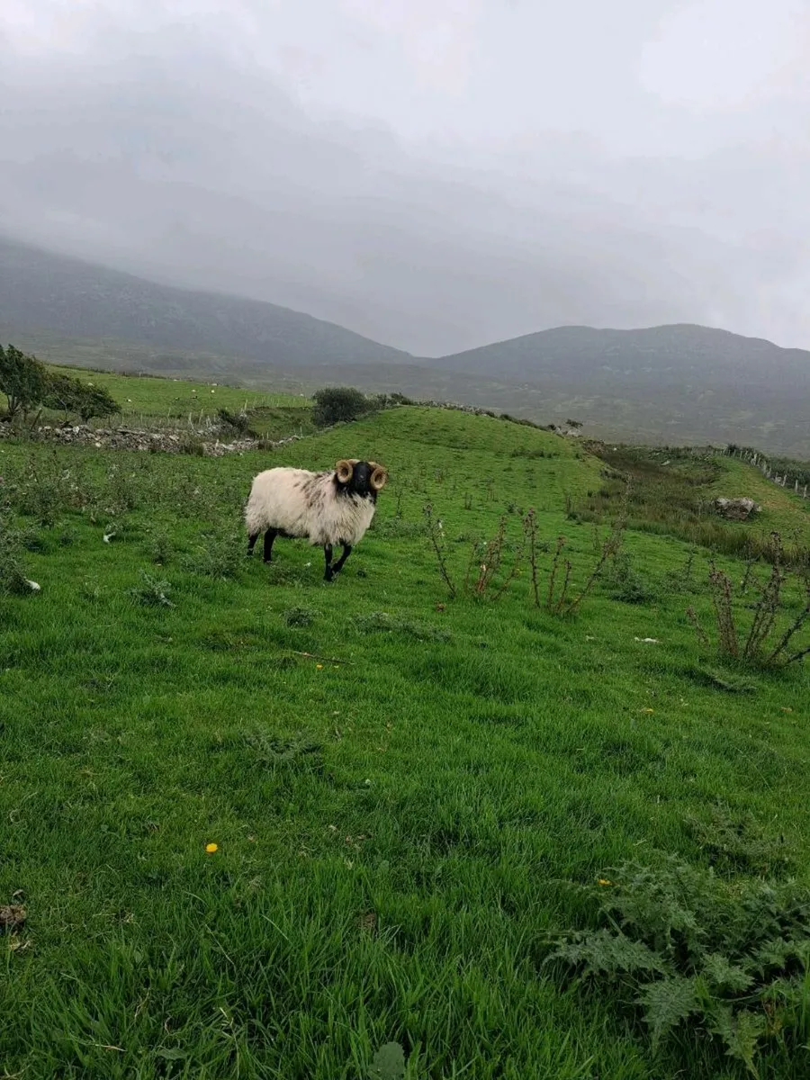 Sheep - Image 1
