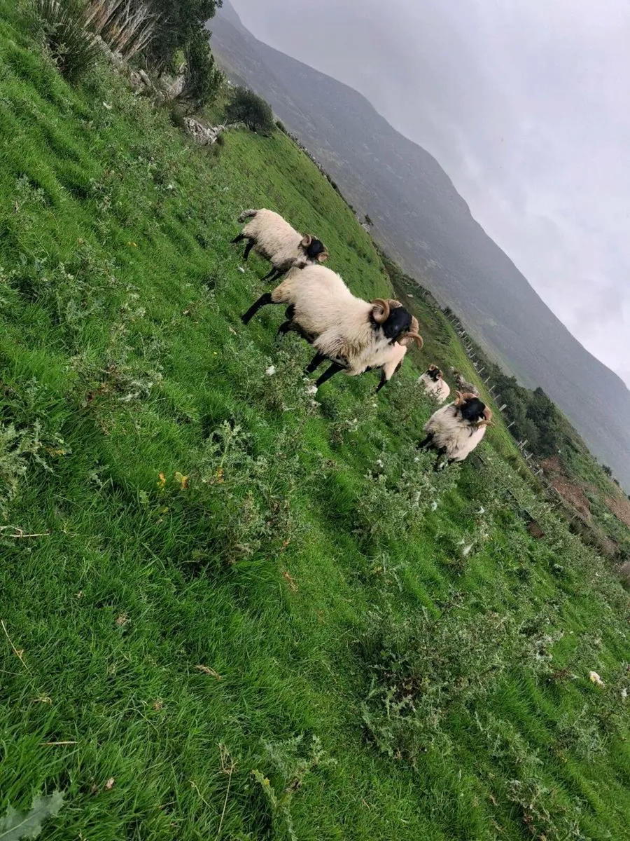 Sheep - Image 2