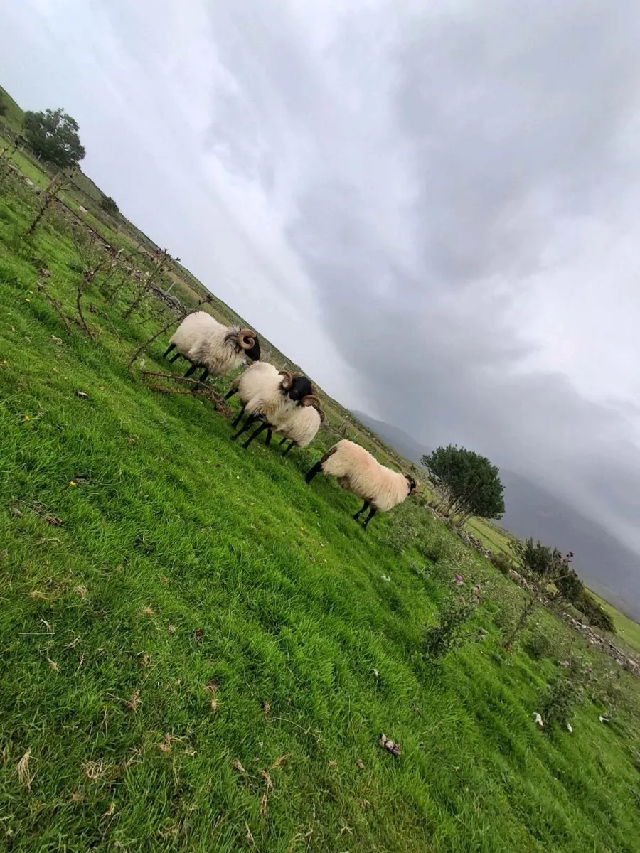 Sheep - Image 3