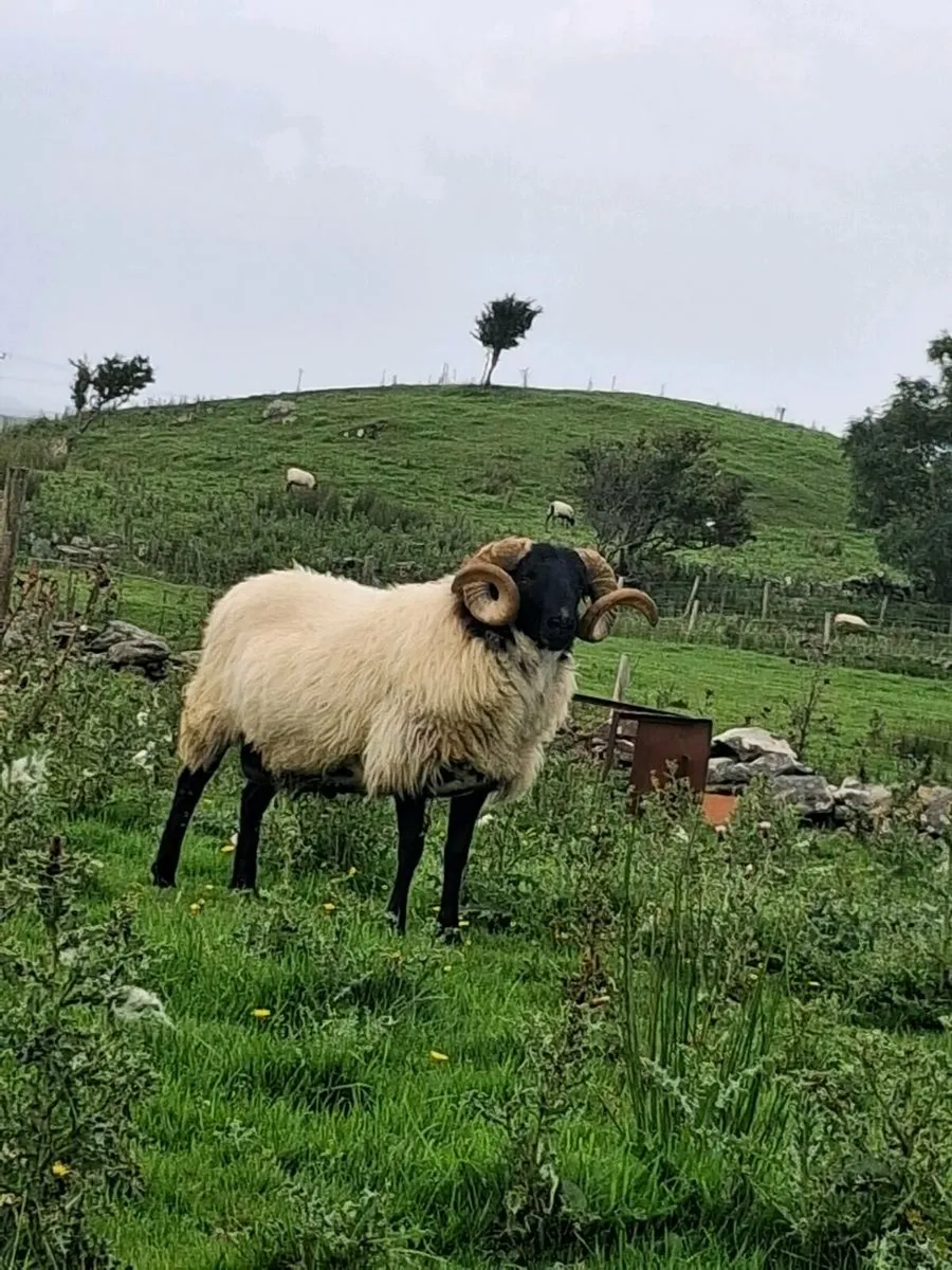 Sheep - Image 4