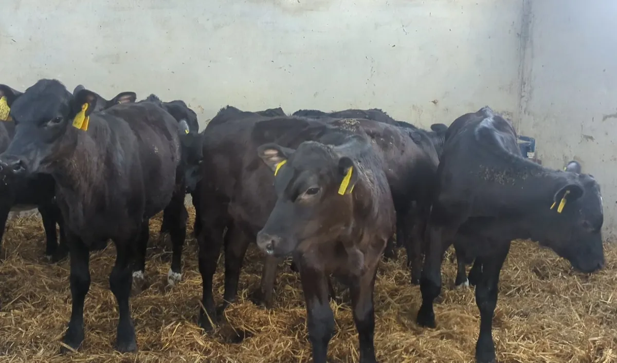 B&B CALVE REARING SERVICE & ACCOMMODATION - Image 1