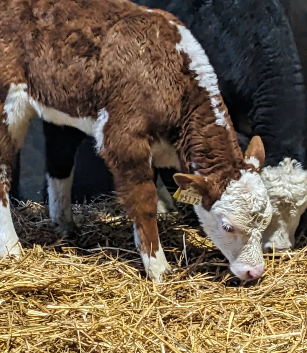 B&B CALVE REARING SERVICE & ACCOMMODATION - Image 2