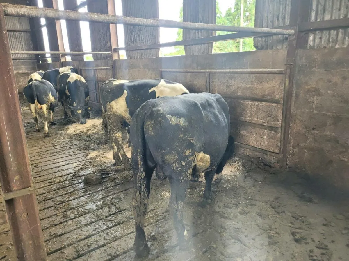 Bulls - Image 1