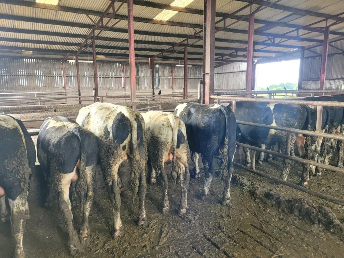 Bulls - Image 2