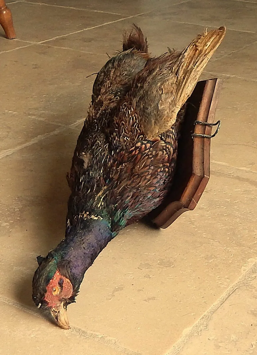 Vintage Taxidermy Pheasant Mounted on Wall Plaque - Image 4
