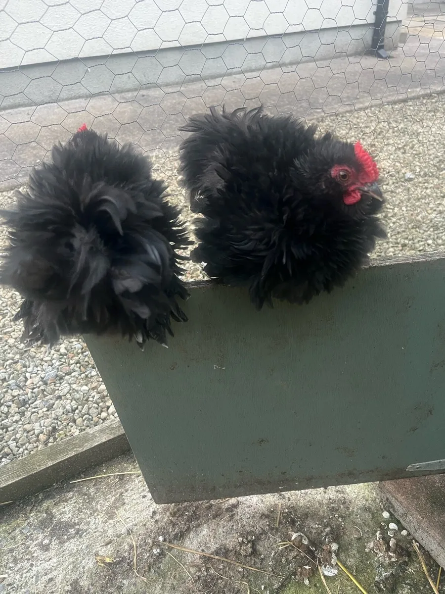 Bantam frizzle cocks - Image 1