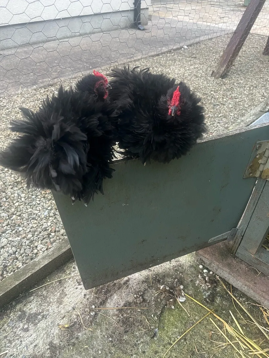 Bantam frizzle cocks - Image 2