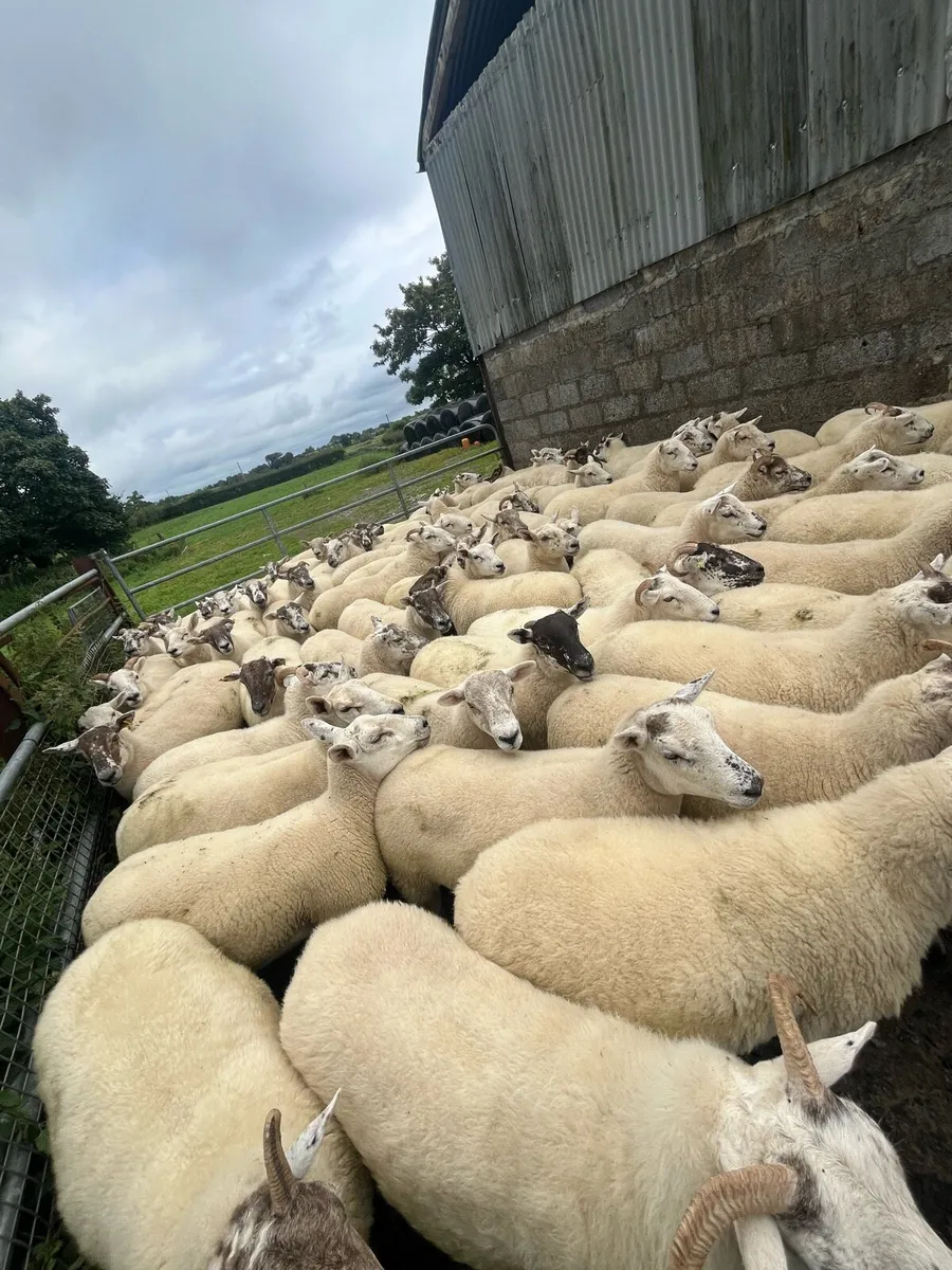 Ewe hoggets - Image 1
