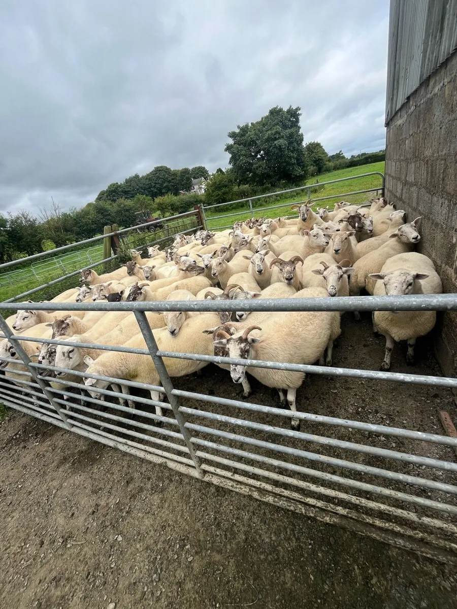 Ewe hoggets - Image 2