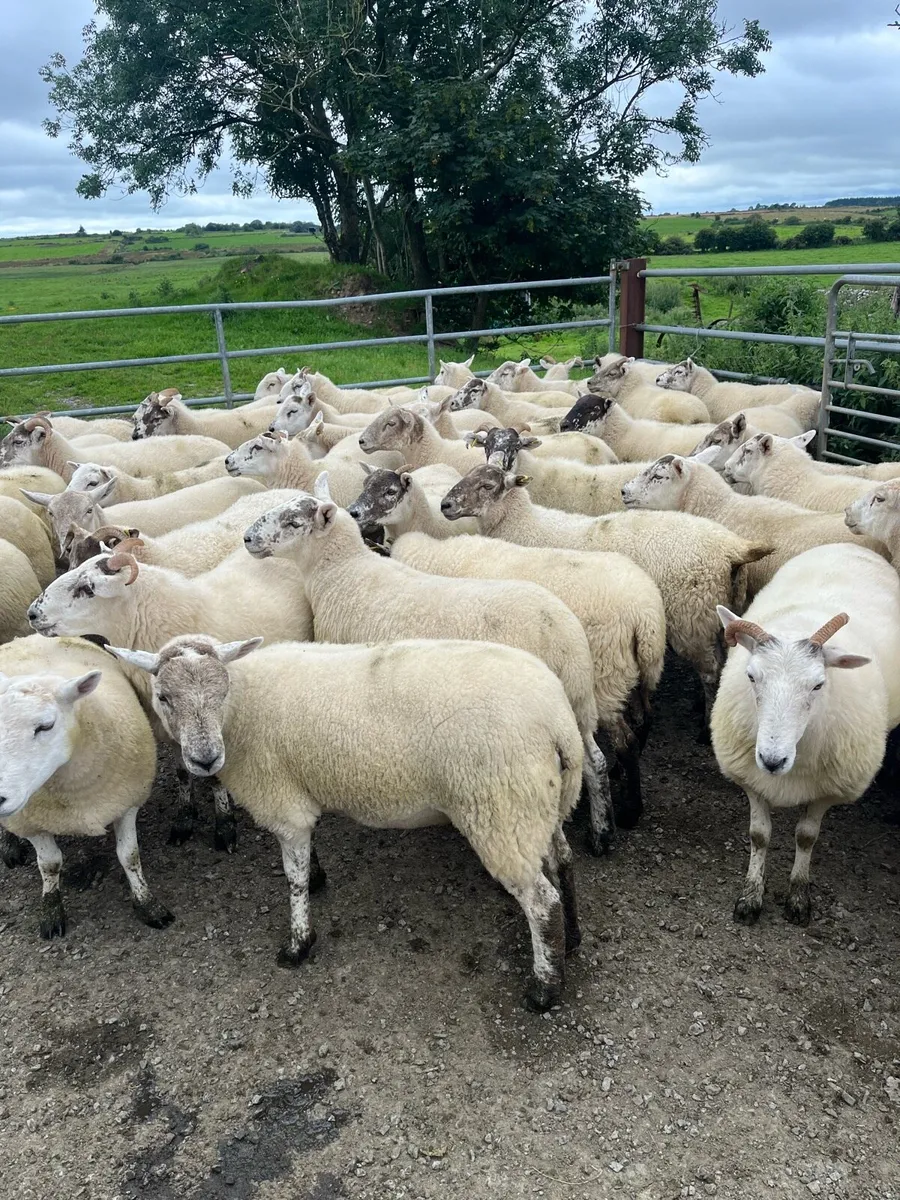 Ewe hoggets - Image 4