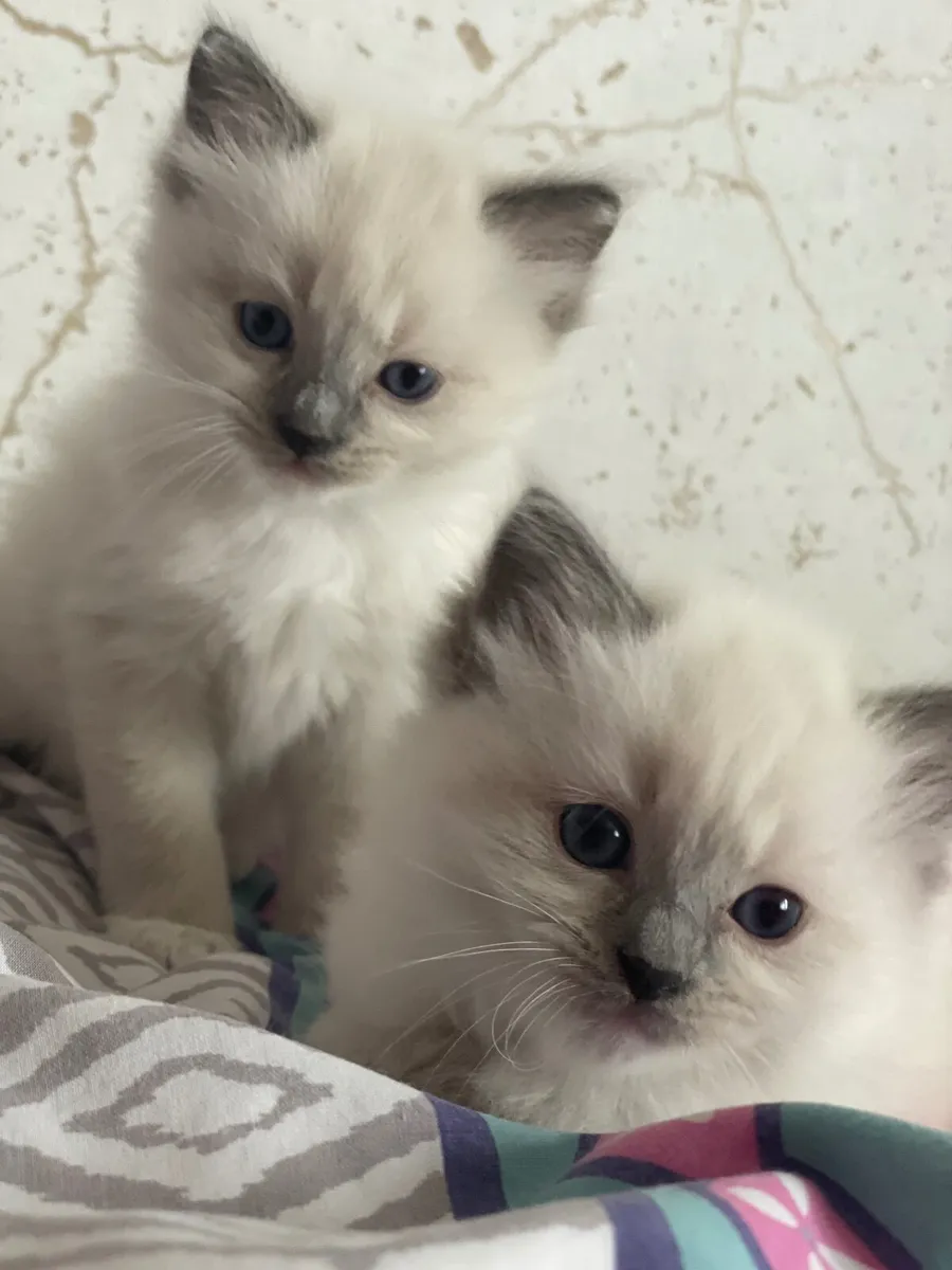 Purebred Ragdoll Kittens - Image 1