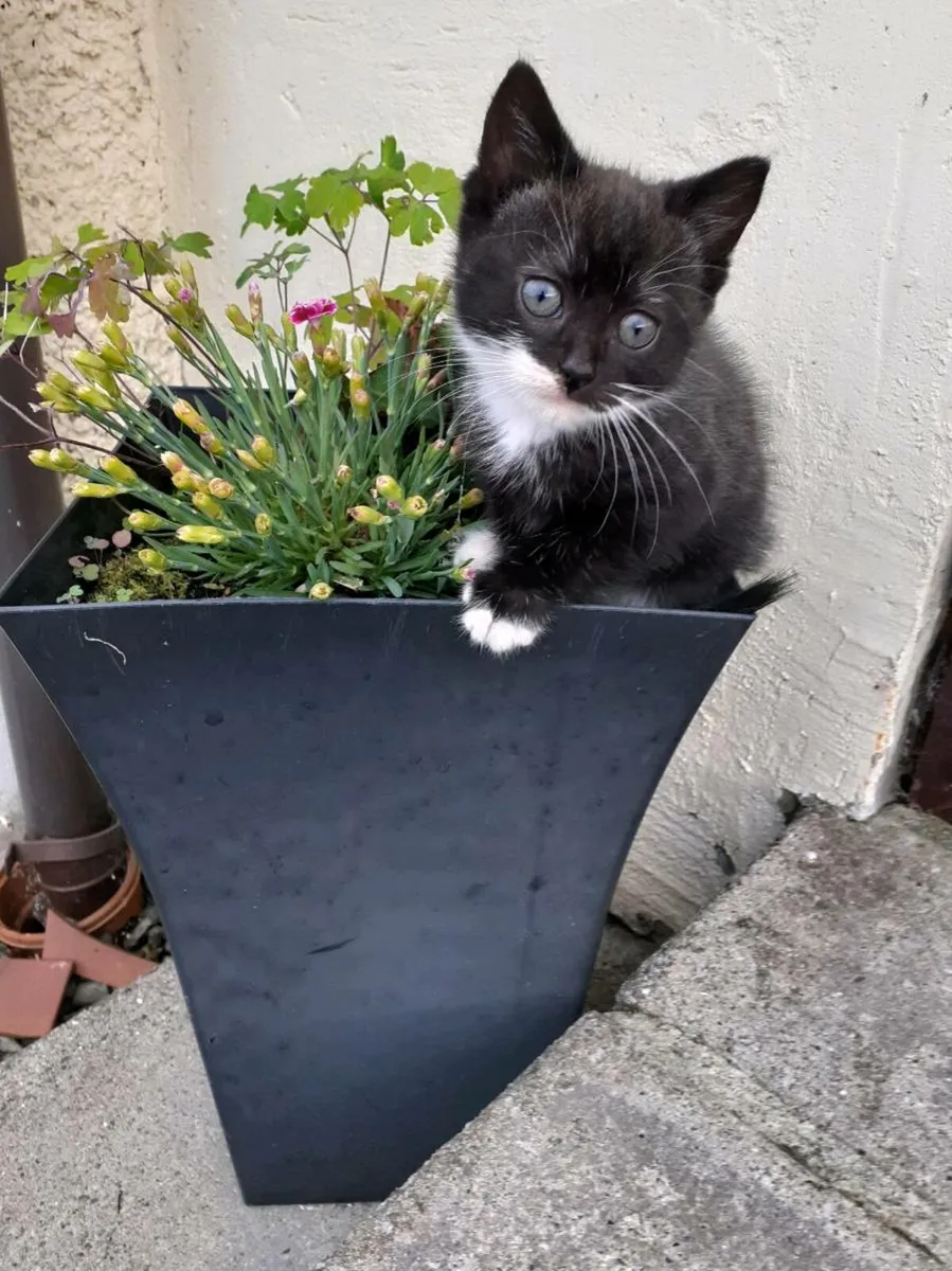 Beautiful female kittens - Image 2