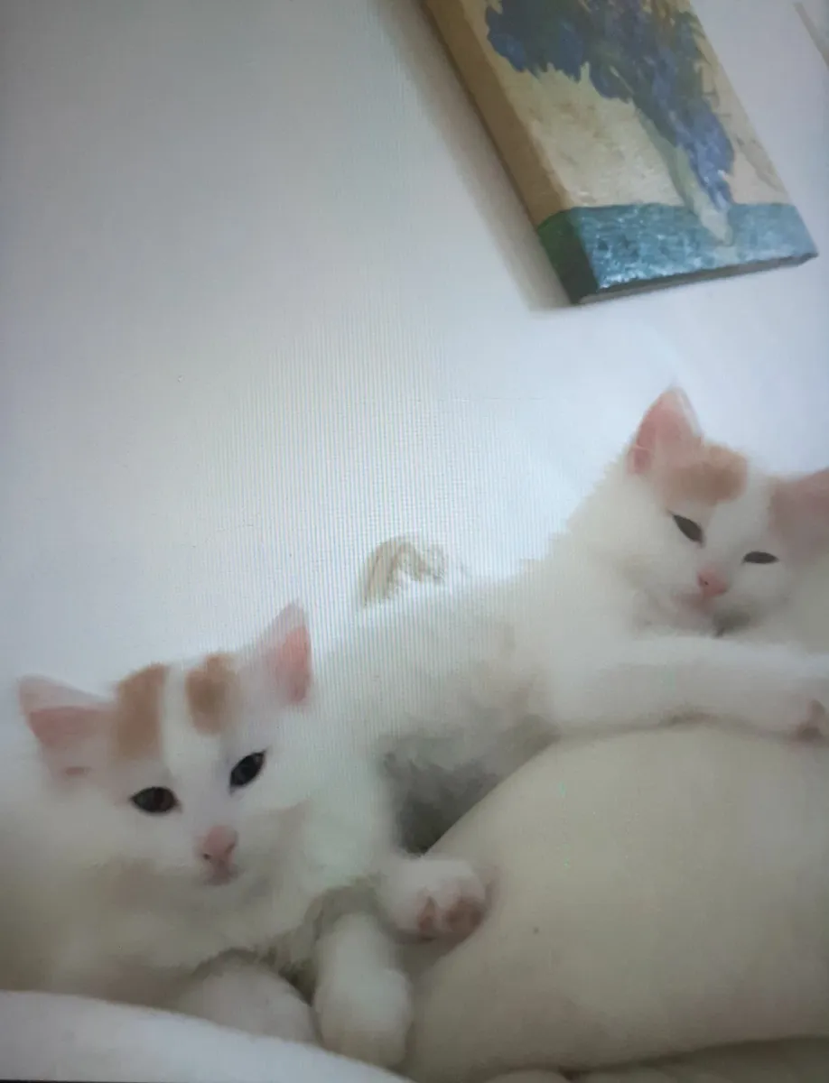 Turkish Van Kittens - Image 3