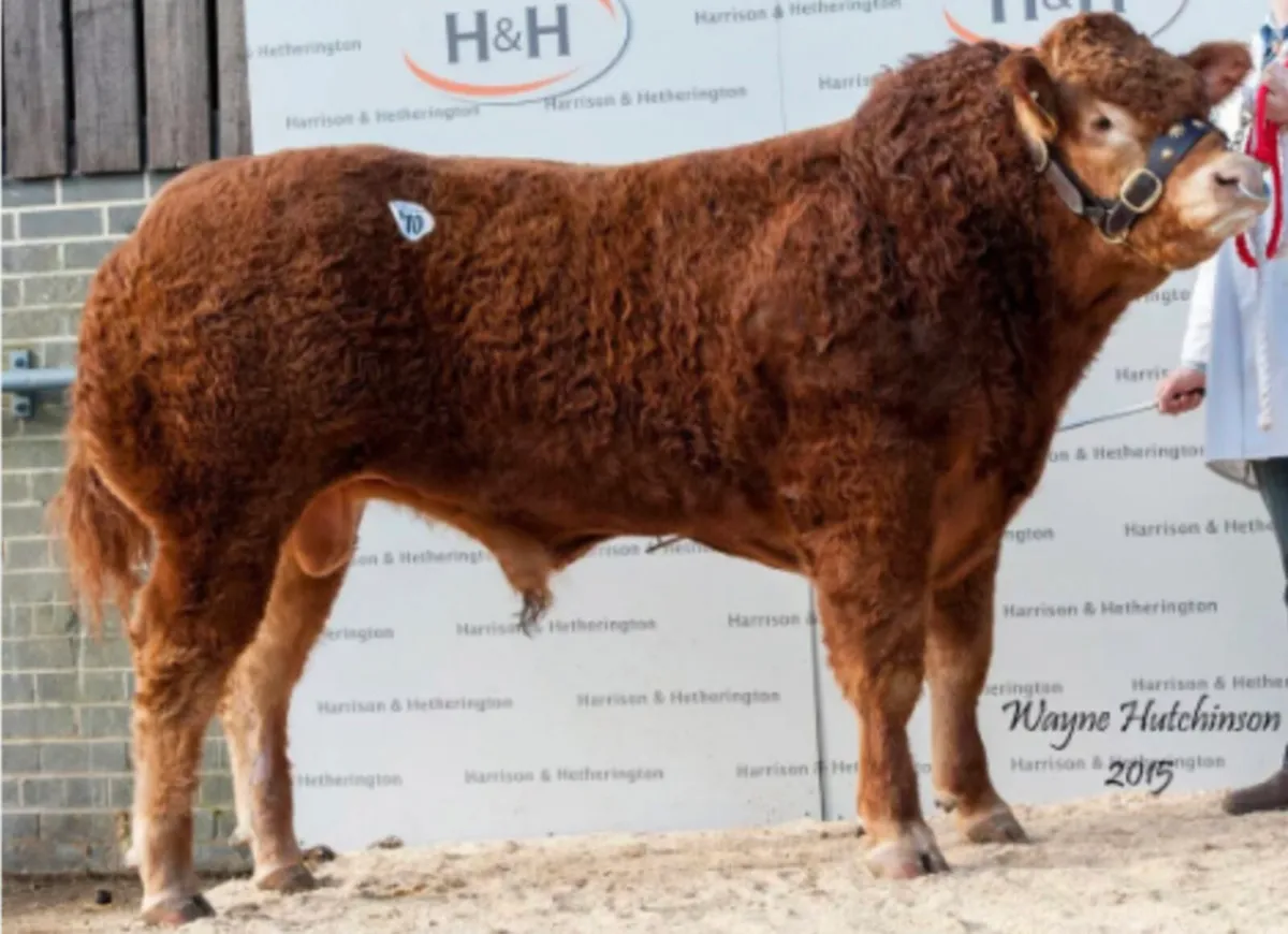 Embryos grade 1 for sale - Image 3