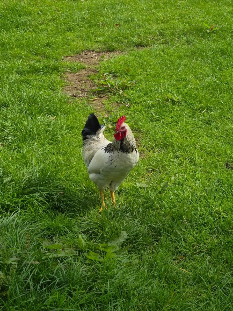 Rooster - Image 1