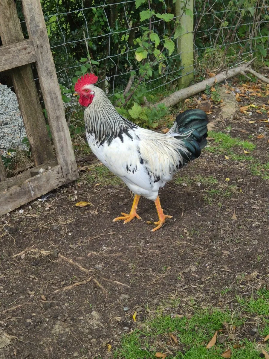 Rooster - Image 2