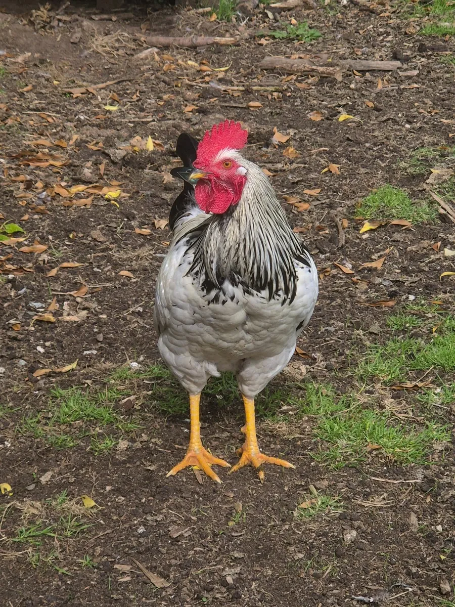 Rooster - Image 3