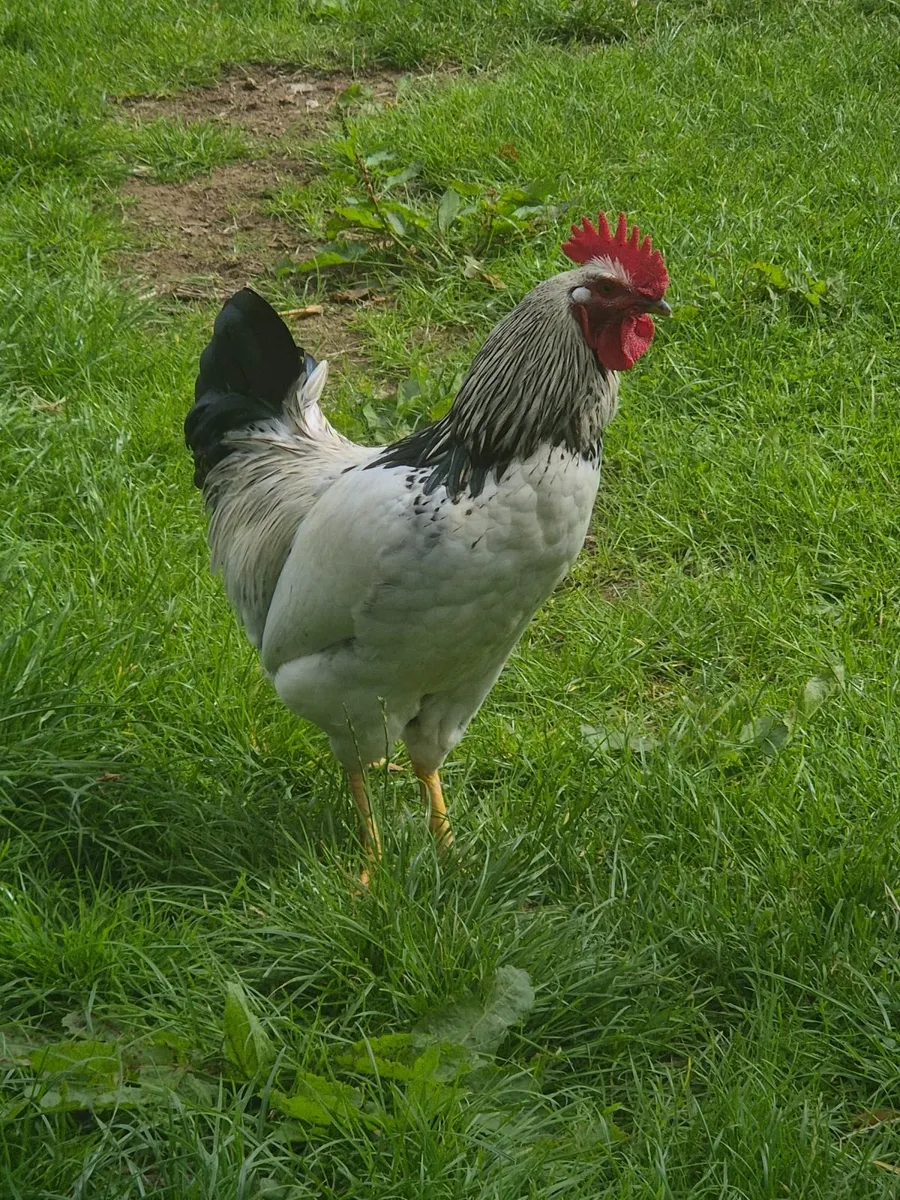 Rooster - Image 4