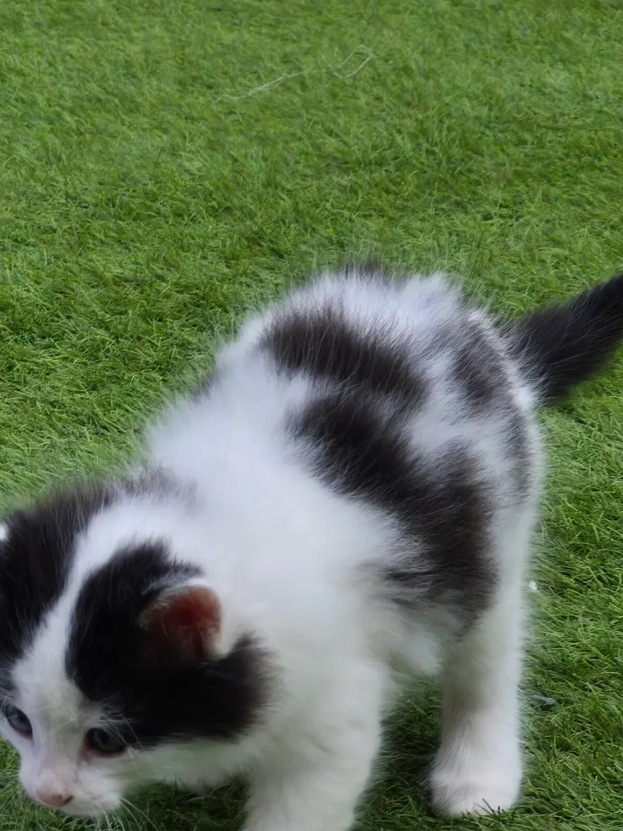 Kittens - Image 1