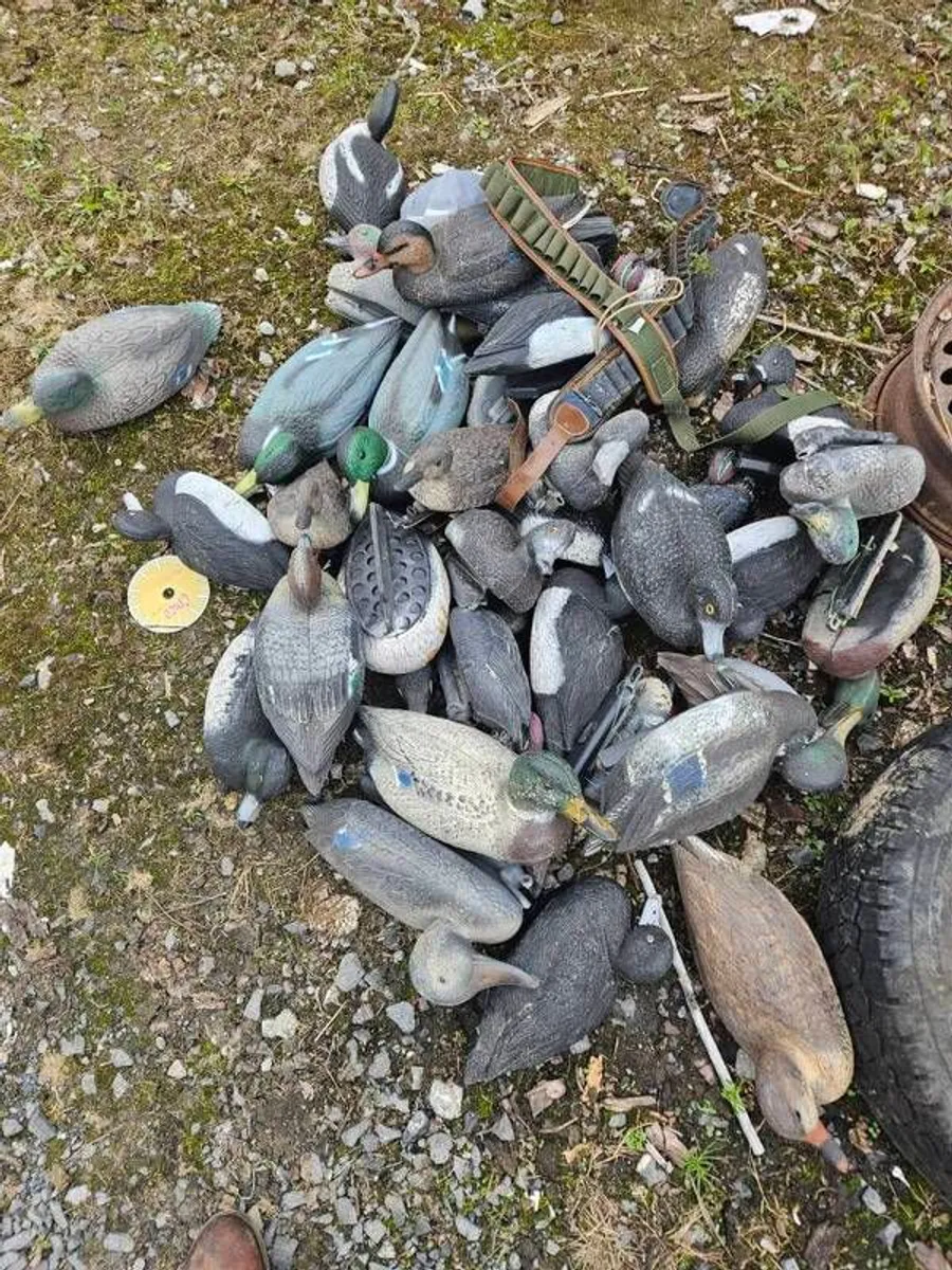 decoys