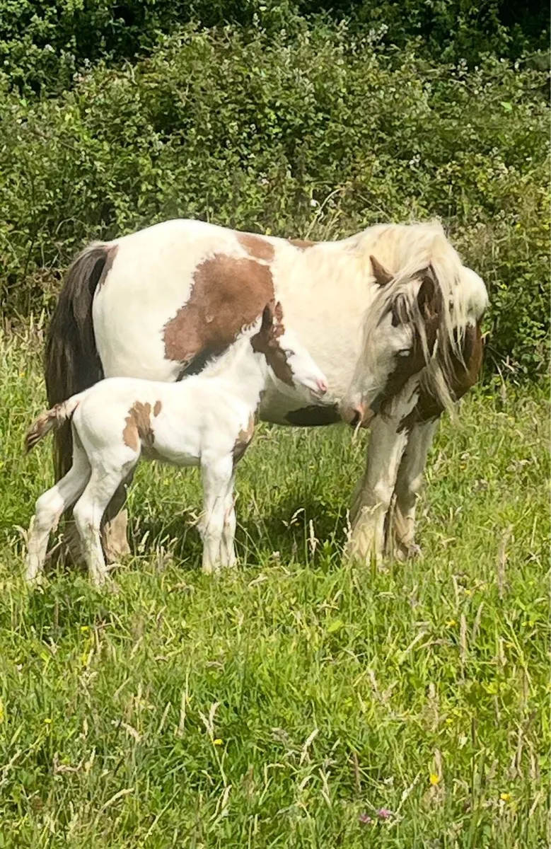 Brown and white cob - Image 1