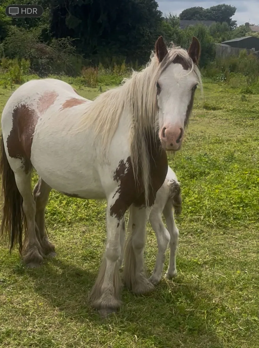Brown and white cob - Image 2