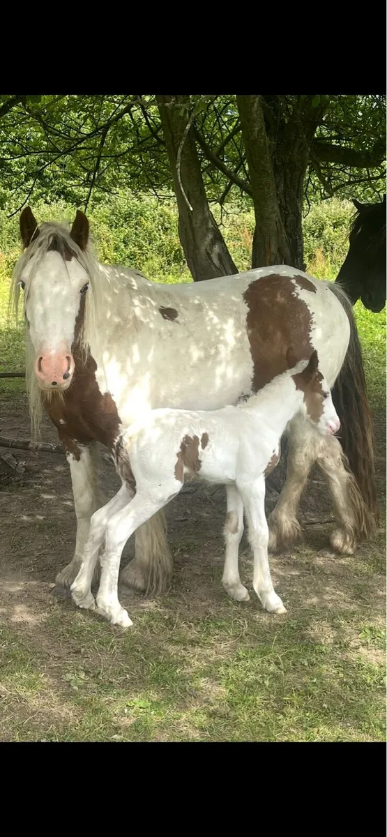 Brown and white cob - Image 3