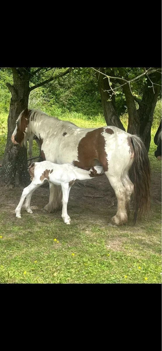 Brown and white cob - Image 4