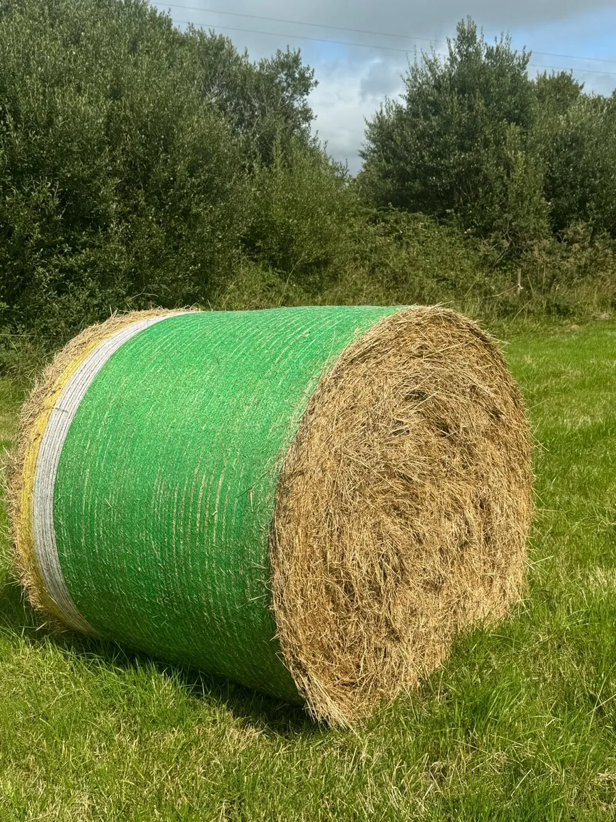 Hay - Image 1