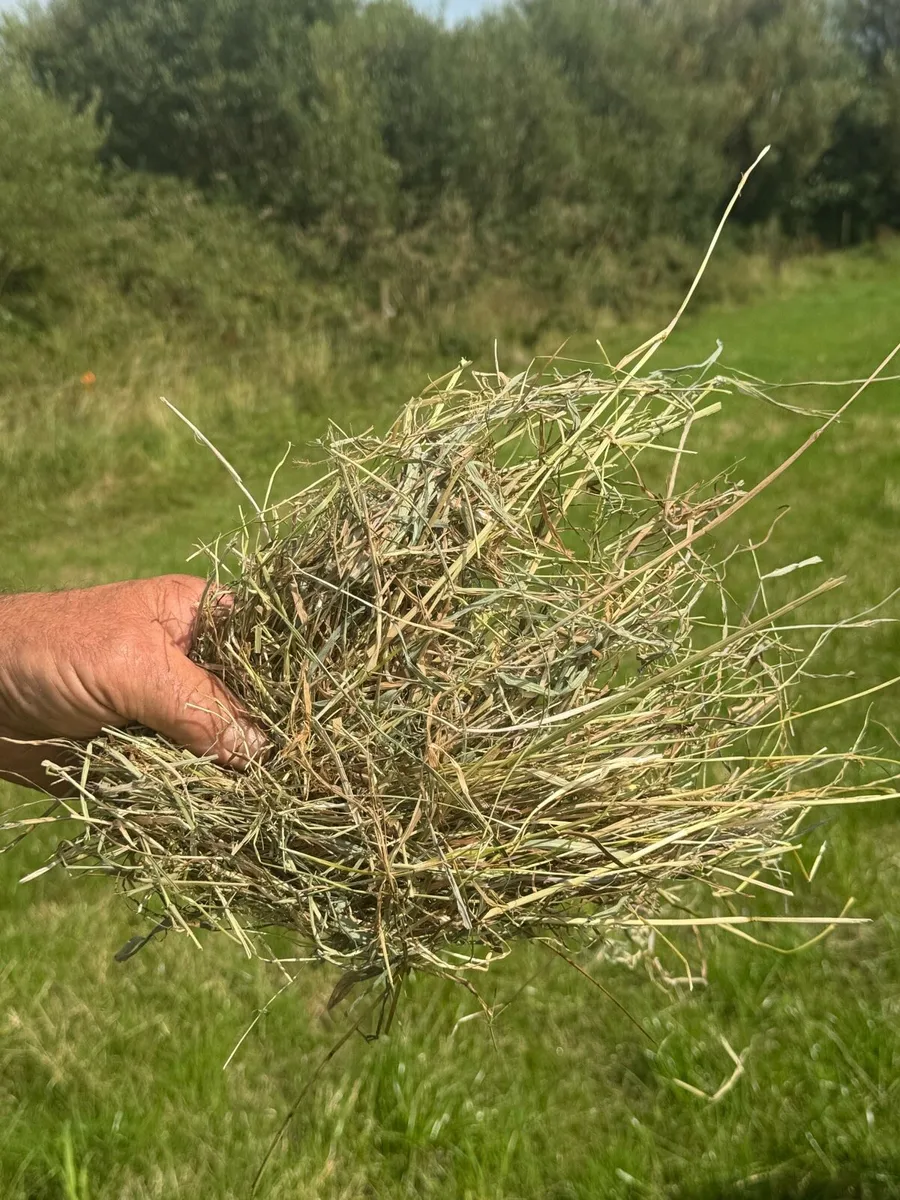 Hay - Image 2