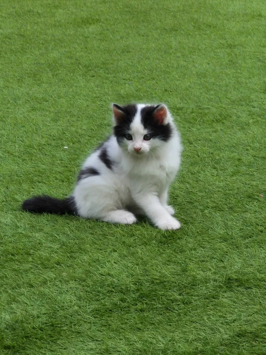 Kittens - Image 2