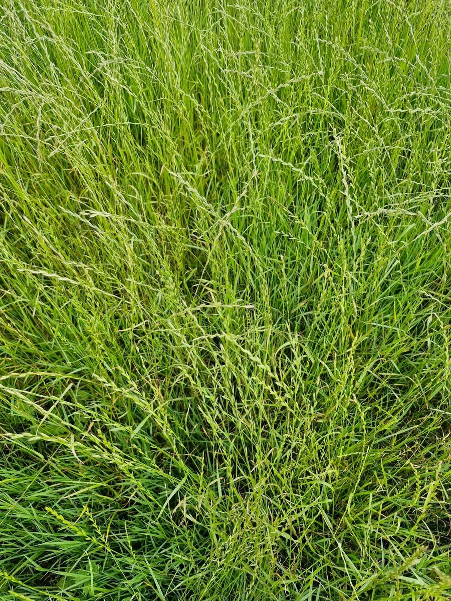 Grass/Silage - Image 2