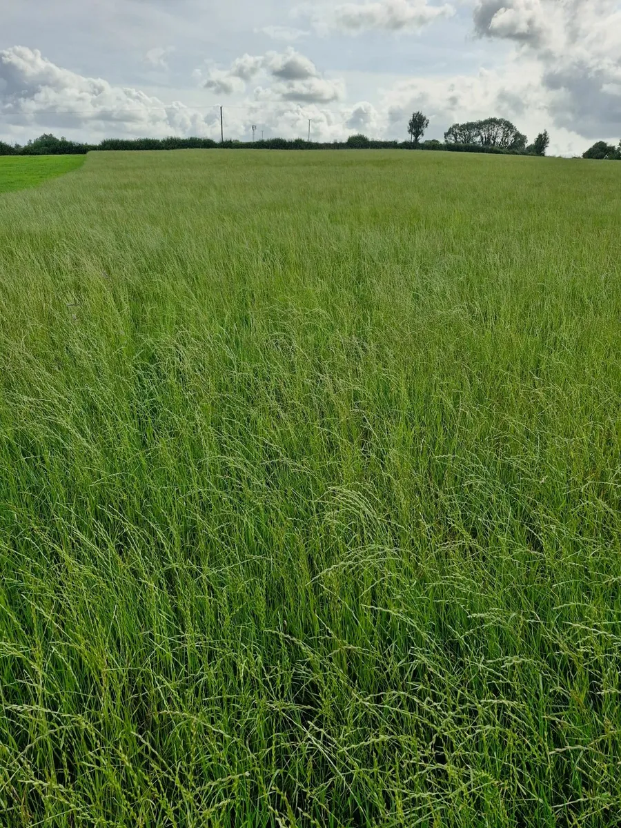 Grass/Silage - Image 3