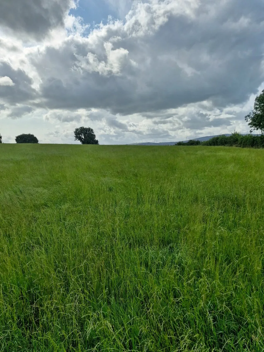 Grass/Silage - Image 4