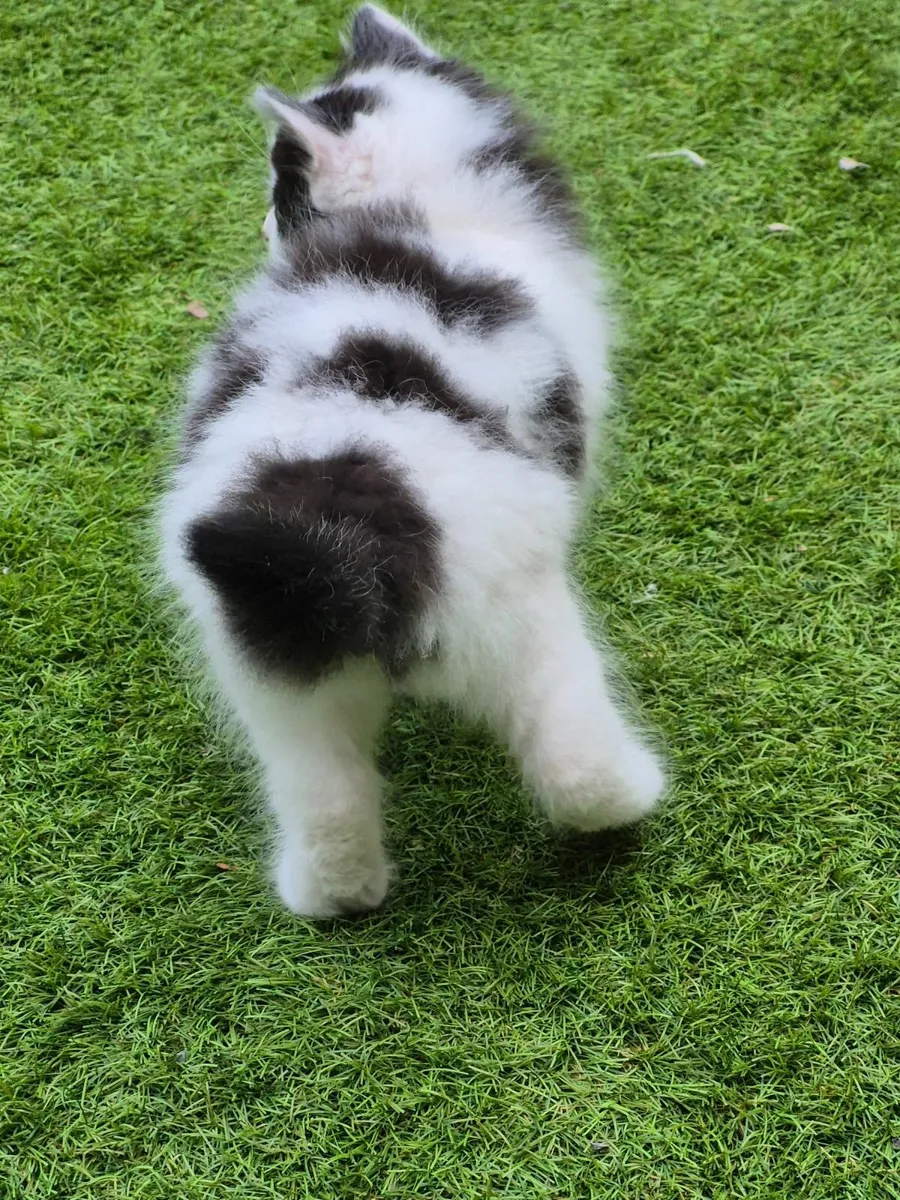 Kittens - Image 4
