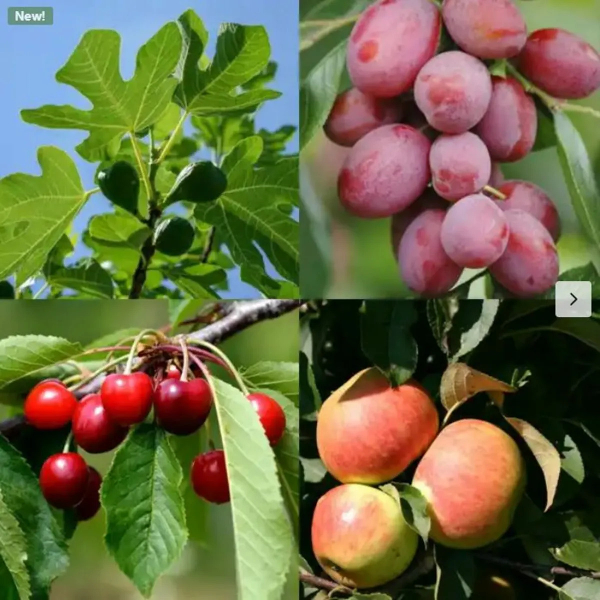 SALE - Fruit Tree Bundle - Image 1