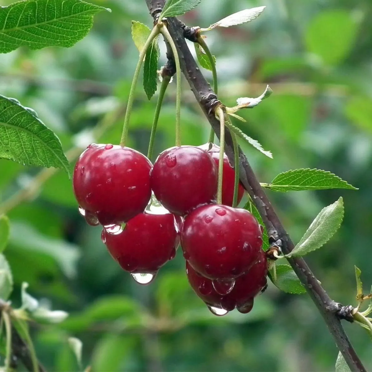 SALE - Fruit Tree Bundle - Image 2