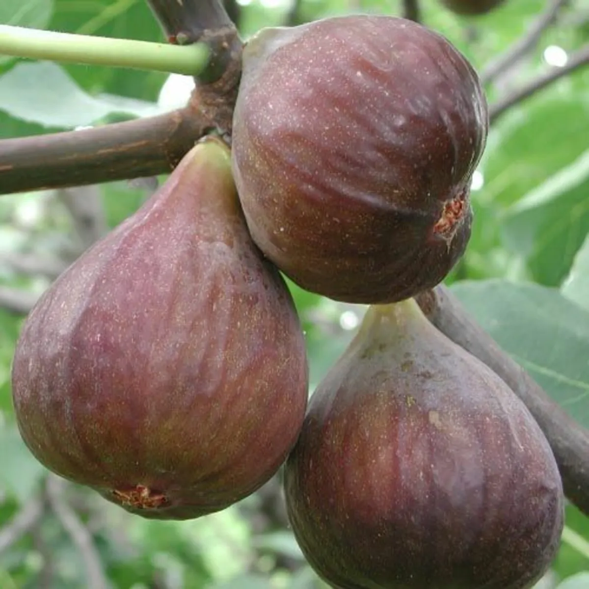 SALE - Fruit Tree Bundle - Image 3