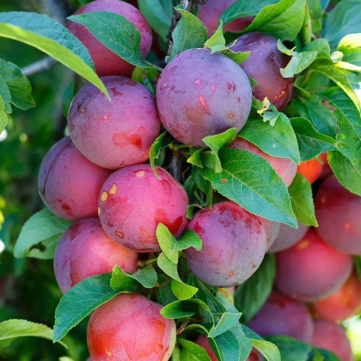 SALE - Fruit Tree Bundle - Image 4