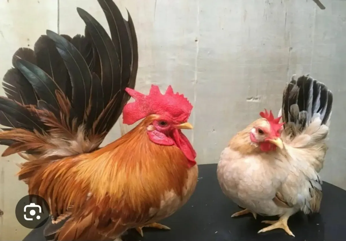 Turkeys & Hens for sale - Image 2