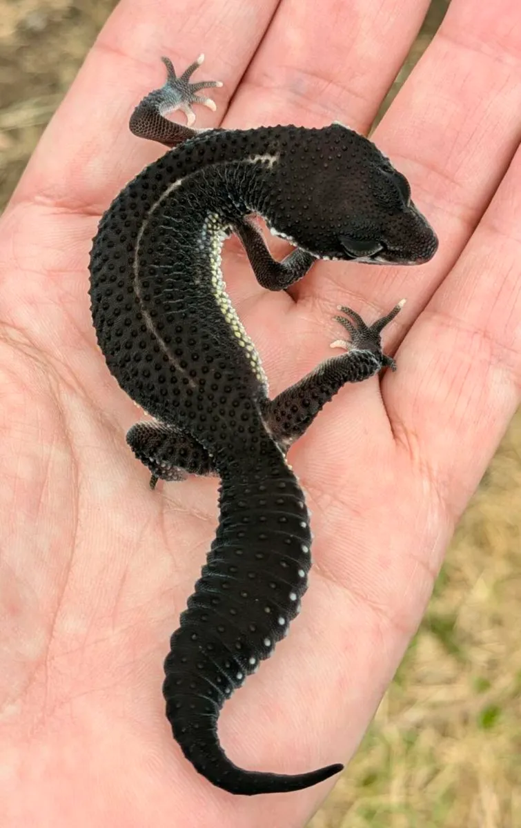 Leopard gecko - Image 1