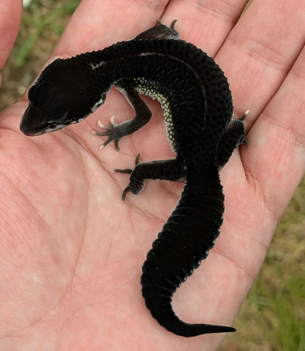 Leopard gecko - Image 2