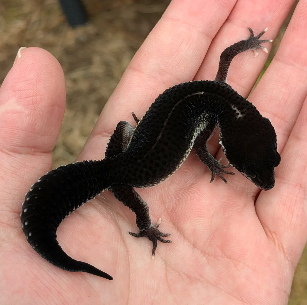 Leopard gecko - Image 3