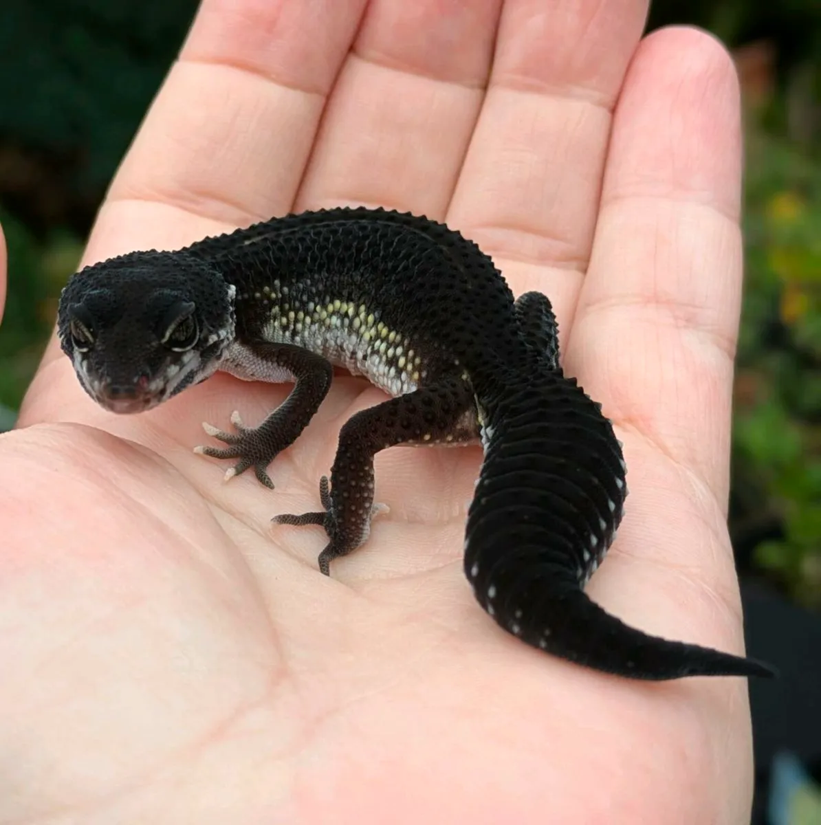 Leopard gecko - Image 4