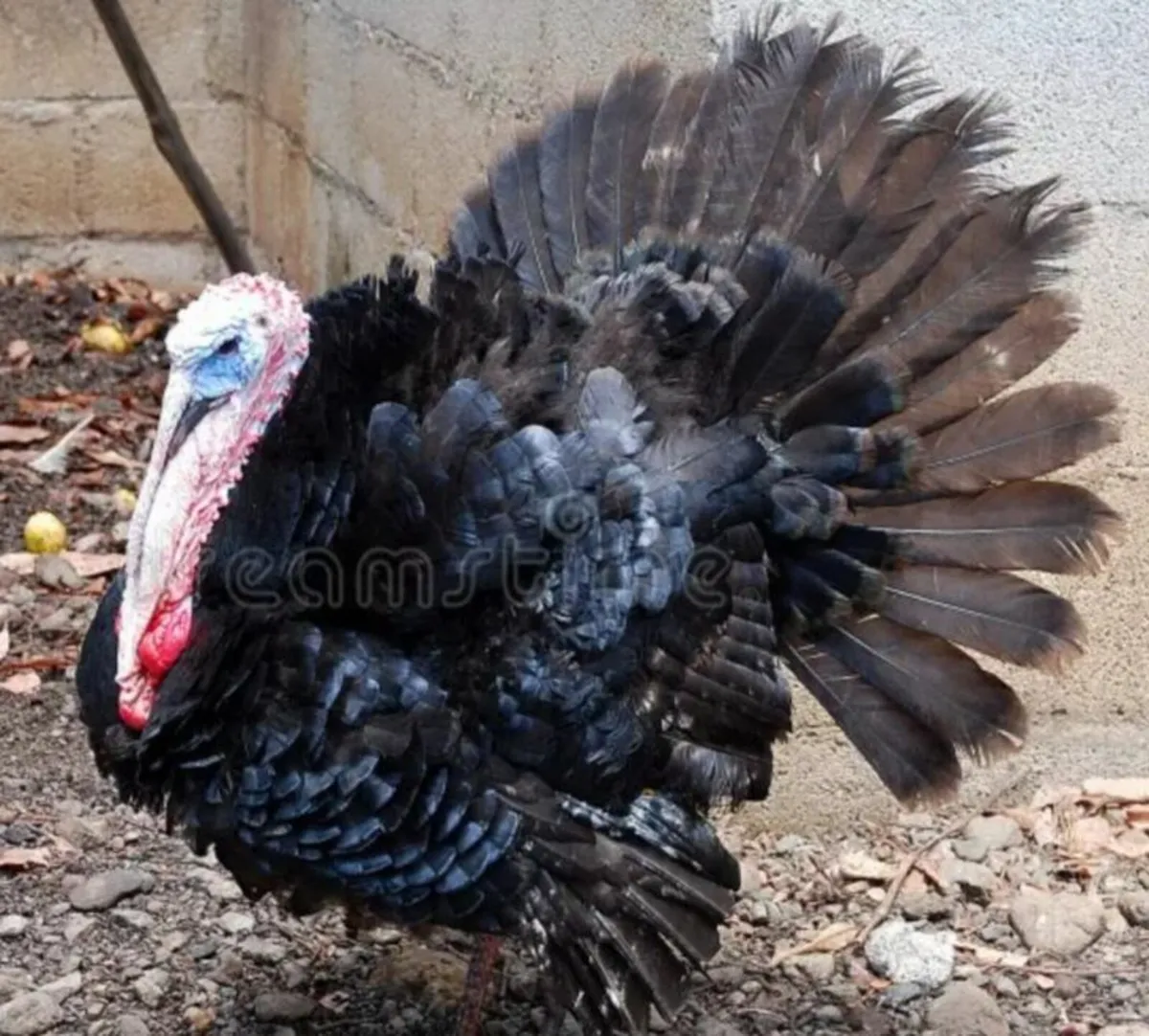 Turkeys & Hens for sale - Image 3