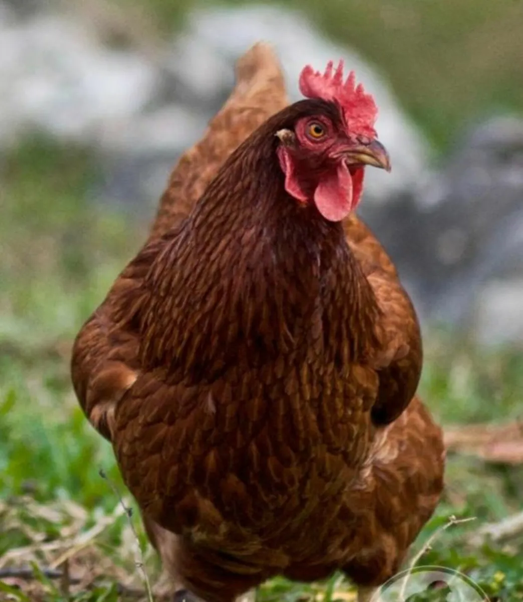 Turkeys & Hens for sale - Image 4